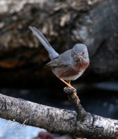 /album/proven%c3%a7aalse-grasmus/proven%c3%a7aalse-grasmus%28sylvia-undata%29dartford-warbler-curruca-rabilargo-d-jpg-jpg/